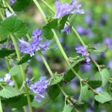 Check spelling or type a new query. Help With Removal Of Common Weeds In Mississauga Kick Gas Lawn Care