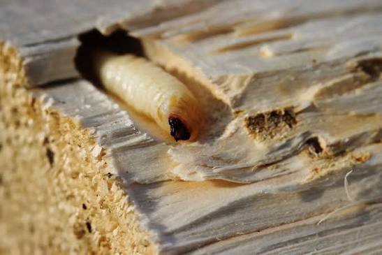 Woodworm, understanding it to fight it | HDG Group
