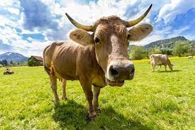 Do Dairy Cows Have To Be Pregnant To Produce Milk