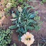 Image result for Crossandra mucronata