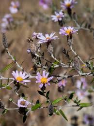 Image result for Athrixia phylicoides