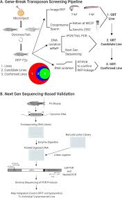 Start to work in film industry in taiwan scince 201. Building The Vertebrate Codex Using The Gene Breaking Protein Trap Library Elife