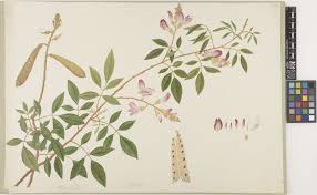 Image result for Tephrosia polystachya