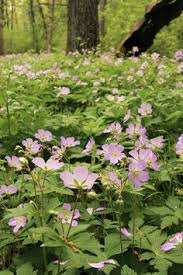 We did not find results for: 170 Ga Landscape Groundcovers Ideas In 2021 Plants Dry Shade Plants Cast Iron Plant