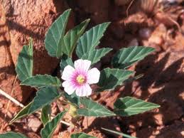 Image result for Monsonia senegalensis