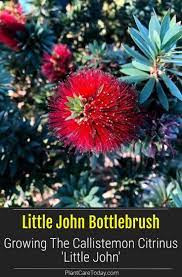 Check spelling or type a new query. Little John Bottlebrush Growing The Callistemon Citrinus Little John