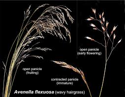 Image result for Avenella