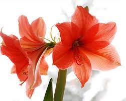 Http Woman Brigitte De Asset Image Wohnen Wohnen Ein Strauss Voll Glueck Amaryllis 500 Jpg Amaryllis Flowers Amaryllis Flower Meanings