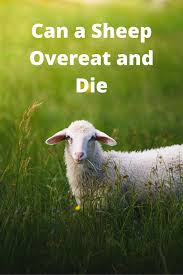 Can Sheep Get So Hungry They Overeat And Die In 2020 Personal Prayer Prayers Animals