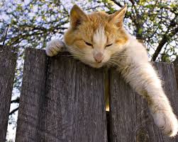 Holzzaun In 2020 Cute Animal Pictures Cute Cats Cat Fence