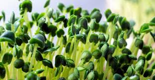 I grew up vegetarian with exception of eggs. Microgreens Health Benefits And Growing Tips