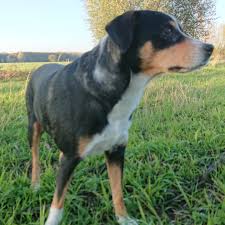 De oostenrijkse pinscher is een middelgrote, goed geproportioneerde en sterke hond. Oostenrijkse Pinscher Pups Home Facebook