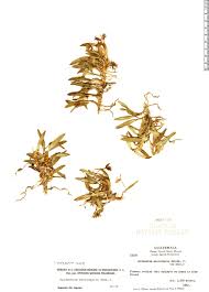 Image result for Microcharis