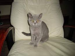 Ihre geschlechtsreife tritt meist erst mit acht bis zehn monaten ein. Unsere Bkh Katze Ist Mit 4 Monaten Schon Rollig Tiere Katzen Rolligkeit