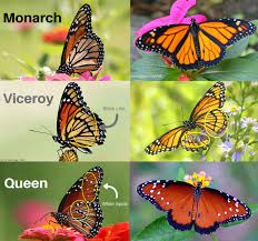 Nickel free silver findings with a faux monarch wing. Quiz Will These Monarch Look Alikes Fool You The National Wildlife Federation Blog The National Wildlife Federation Blog