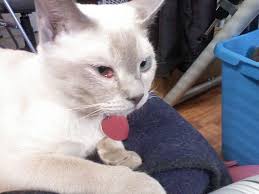 If you roll your pupils high enough, your eyes will appear pure white. How To Treat Cherry Eye In Cats