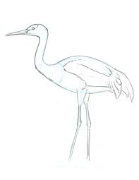 How To Draw A Sandhill Crane Basic Lines Crane Drawing Bird Drawings Drawings