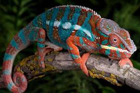 They are also sensitive to chemicals that are washing around in the blood stream of the chameleon. 2 Reasons Why Chameleon Changes Their Colour