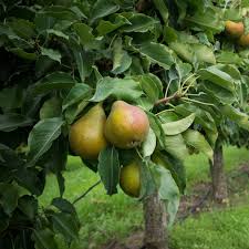 Buy Kieffer Pear Tree