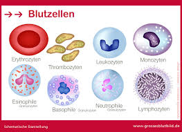 Unser Blut Anatomie Und Funktionen Dr Stephan