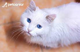 kedi mirildanmasi