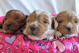 We did not find results for: Pooton Puppy Breeder Pooton Puppies For Sale Petite Joie Puppies