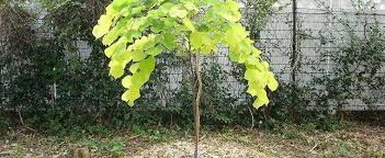 Check spelling or type a new query. Cercis Eastern Redbud Golden Redbud Judas Tree Yellow Leaf Redbud Cercis Canadensis Hearts Of Gold