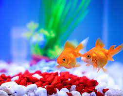 The 7 Best 10 Gallon Saltwater Tanks