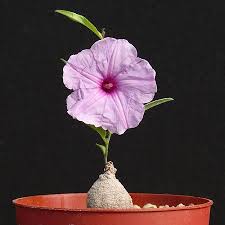 Image result for Ipomoea sinensis