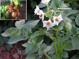 Image result for Solanum tuberosum