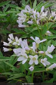 Image result for Cardamine obliqua