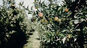 Home gardeners usually select crabapple trees to complement the landscape with a compact tree, for flowers or for pretty foliage, but like other ornamental trees, crabapple fruit will appear in the right season. Training And Pruning Apple Trees Usu