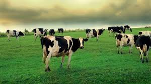 Cow Hd Wallpapers Backgrounds Wallpaper 1920 1080 Cow Picture Wallpapers 44 Wallpapers Adorable Wallpapers Cow Pictures Animals Cow Wallpaper