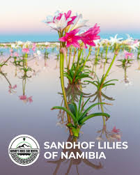 Image result for Crinum paludosum