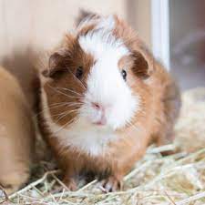 Guinea pigs for sale near me pets at home. Guinea Pig For Sale Pets At Home Online Shopping