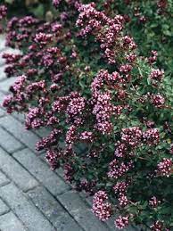 Ornamental oregano works well when grown in containers or along walkways where the beautiful scent can be appreciated. Origanum Herrenhausen Bluestone Perennials Perennials Drought Tolerant Perennials Herbaceous Perennials