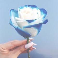 Best free png flowers transparent tumblr , hd flowers transparent tumblr png images, png png file easily with one click free hd png images, png design and transparent background with high quality. Pin On Flowers