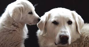 Sheep dogs get a second chance