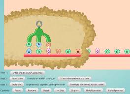 Worksheet dna mutation simulation answer key biology corner : Dna Mutation Simulation Answer Key Dna Mutation Dna Mutation Simulation Access The Simulation At Https Www Biologycorner Com Worksheets Dna Sim Html 1 Transcribe And Translate Your Course Hero The