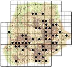 Image result for Maytenus undata