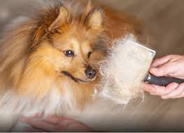 Une Astuce Simple Pour Limiter La Perte De Poils Chez Le Chat Ou Le Chien Chien Chiot Pomeranien Animaux De Compagnie