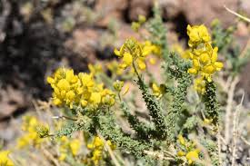 Image result for Adenocarpus