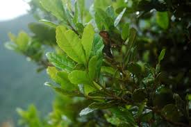 Image result for Myricaceae