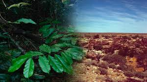 Rainforest is a technical term in ecology, referring to a particular kind of biome or climate. Were There Rainforests In Australia S Deserts