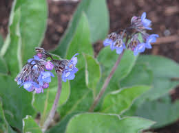 Image result for Cynoglossum inyangense