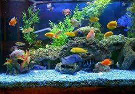 Ikan Hias Aquascape Aquarium Air Tawar Cichlids Planted Aquarium