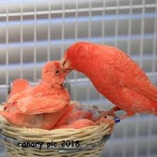Cute Adorable Animals Canary Birds Canary Bird