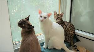 Cats always have and will continue to scratch at window screens, resulting in torn screens that pose an escape or falling hazard. Tutorial Diy Miniature Balcony For Cats Cat Proof Window Screen For 20 Bucks Youtube