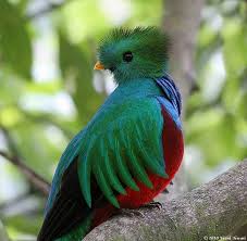 .dunia burung, pada kesempatan kali ini yang akan dibahas adalah tentang burung burung paling cantik yang ada di dunia, memang tidak sedikit jenis burung yang memiliki rupa yang indah dan menawan, namun disini hanya dijelaskan beberapa burung yang memiliki nilai dan keistimewaan. Gambar Burung Tercantik Di Dunia