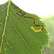 Image result for Stigmella confusella